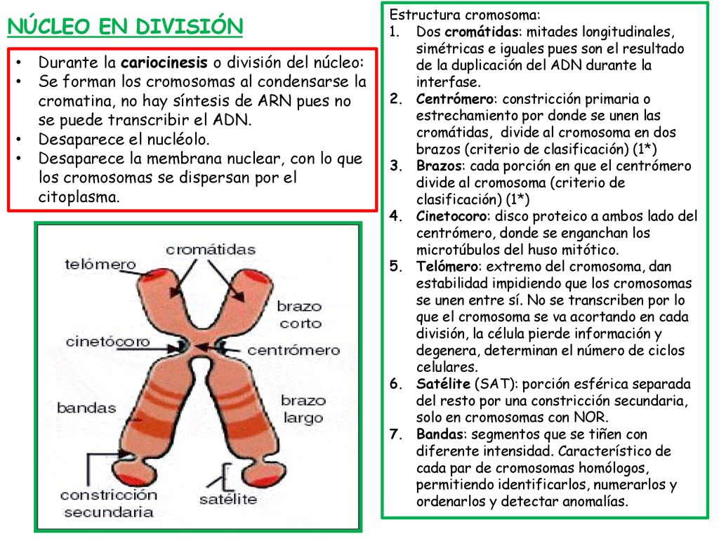 NÚCLEO EN DIVISIÓN Durante la cariocinesis o división del núcleo: