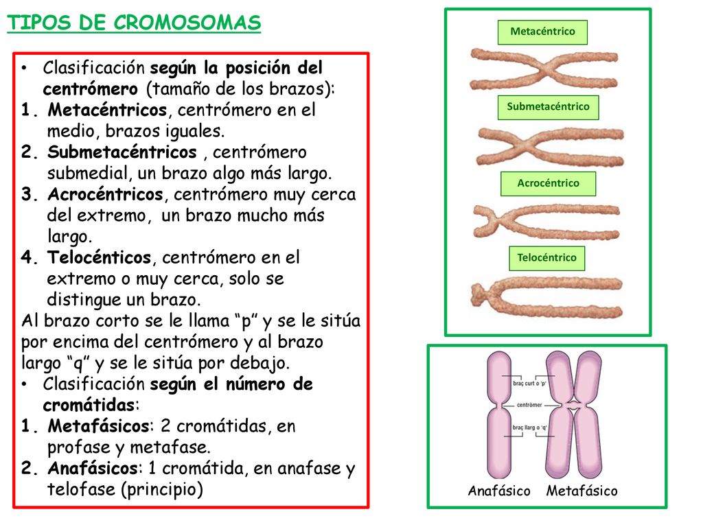 TIPOS DE CROMOSOMAS Metacéntrico. Clasificación según la posición del centrómero (tamaño de los brazos):