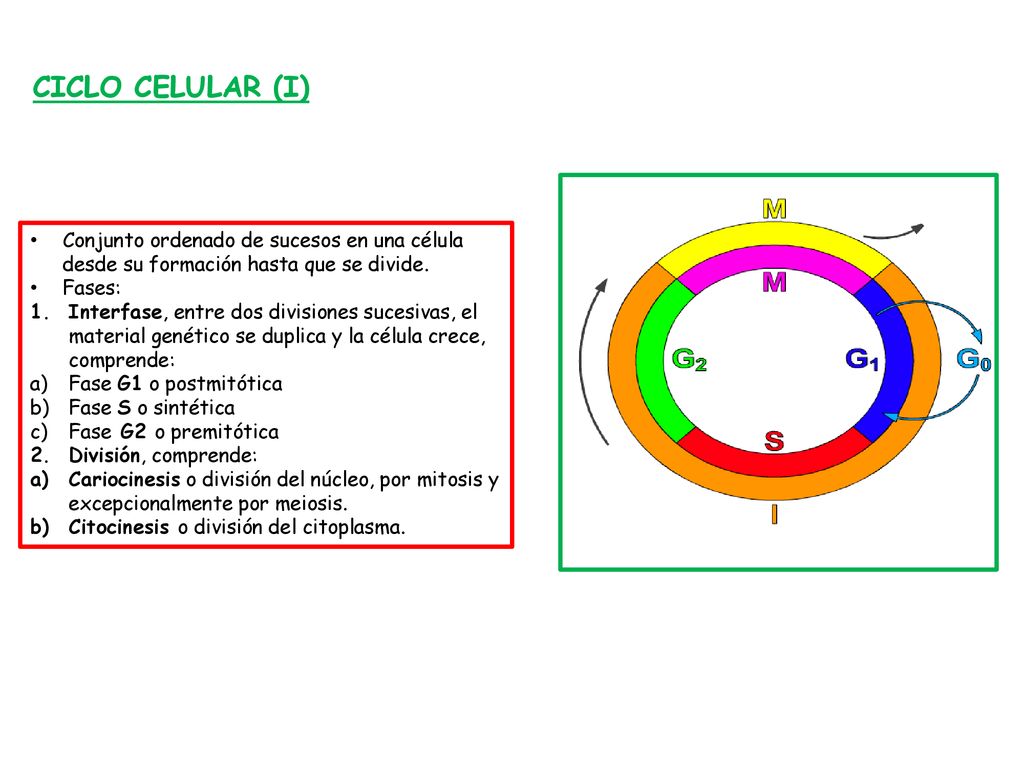 CICLO CELULAR (I) Conjunto ordenado de sucesos en una célula desde su formación hasta que se divide.