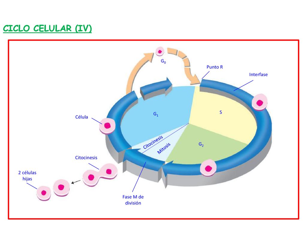 CICLO CELULAR (IV) G0 Punto R Interfase S G1 Célula Citocinesis G2