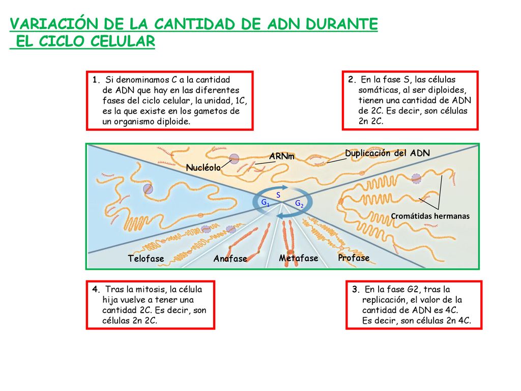 VARIACIÓN DE LA CANTIDAD DE ADN DURANTE EL CICLO CELULAR