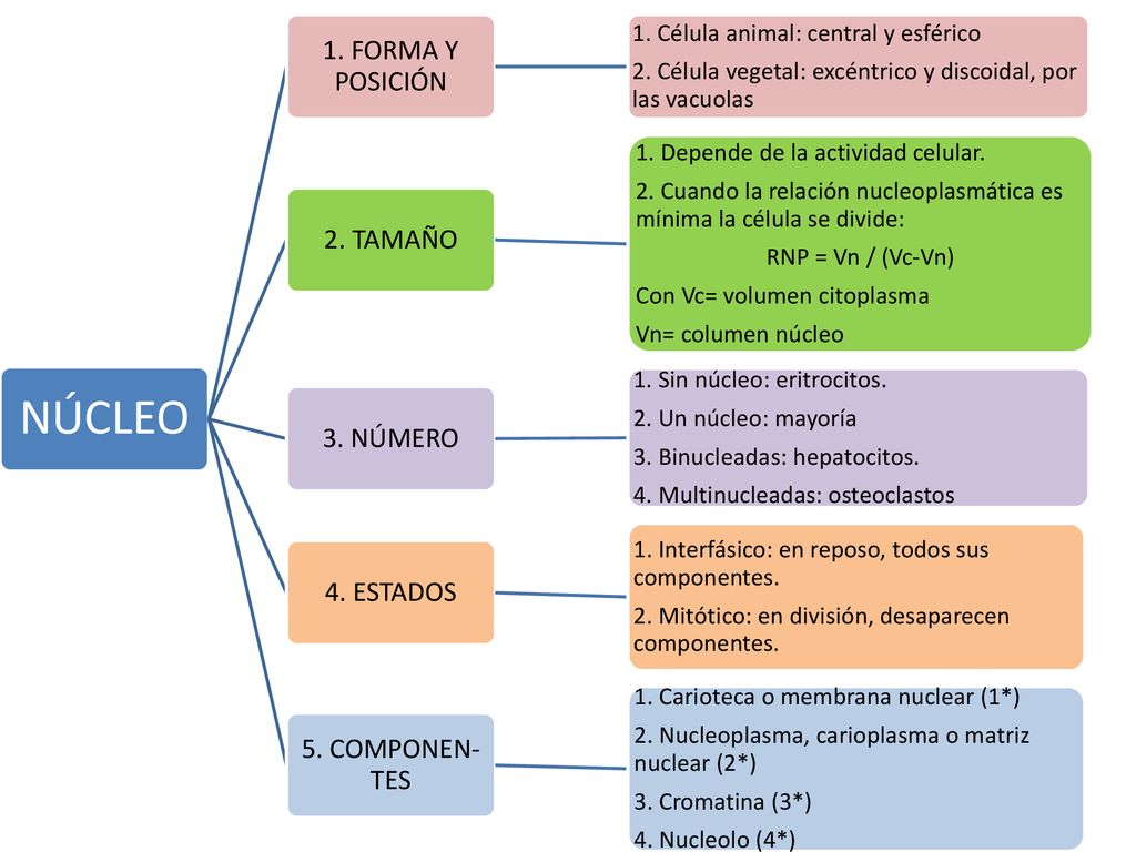 NÚCLEO 1. FORMA Y POSICIÓN 2. TAMAÑO 3. NÚMERO 4. ESTADOS
