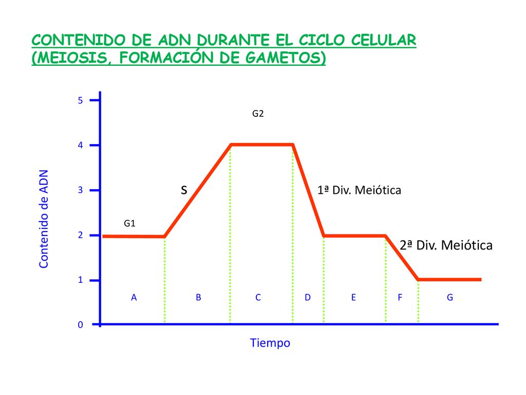 CONTENIDO DE ADN DURANTE EL CICLO CELULAR (MEIOSIS, FORMACIÓN DE GAMETOS)