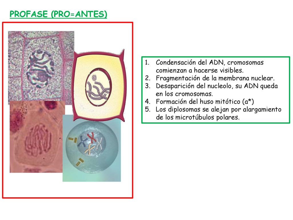 PROFASE (PRO=ANTES) Condensación del ADN, cromosomas comienzan a hacerse visibles. Fragmentación de la membrana nuclear.