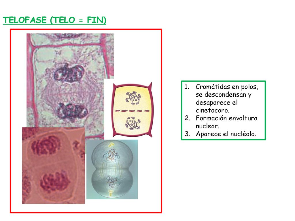 TELOFASE (TELO = FIN) Cromátidas en polos, se descondensan y desaparece el cinetocoro. Formación envoltura nuclear.
