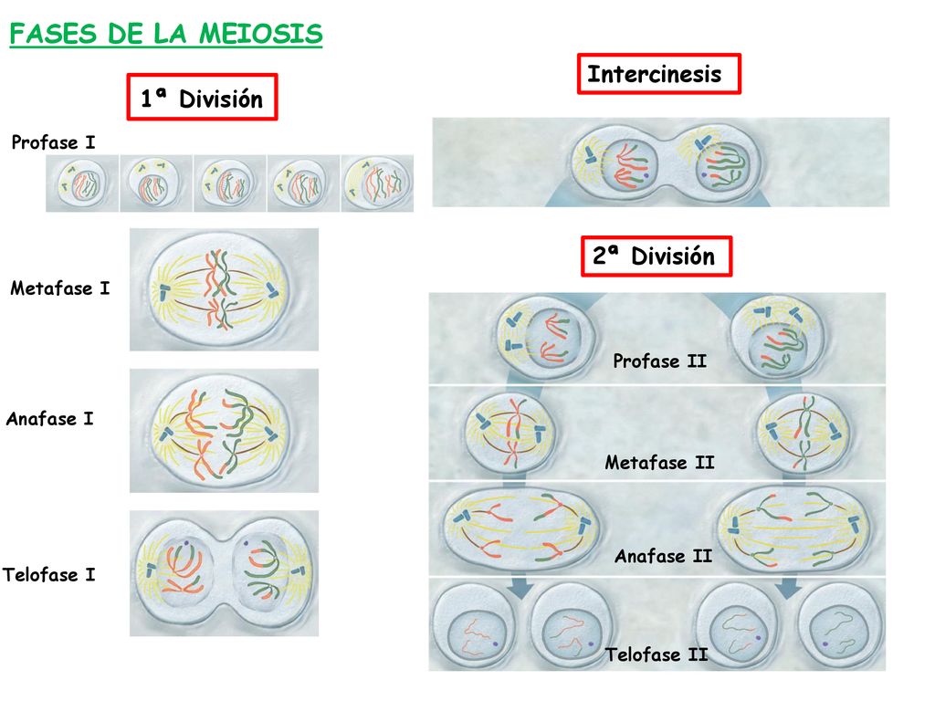 FASES DE LA MEIOSIS Intercinesis 1ª División 2ª División Profase I