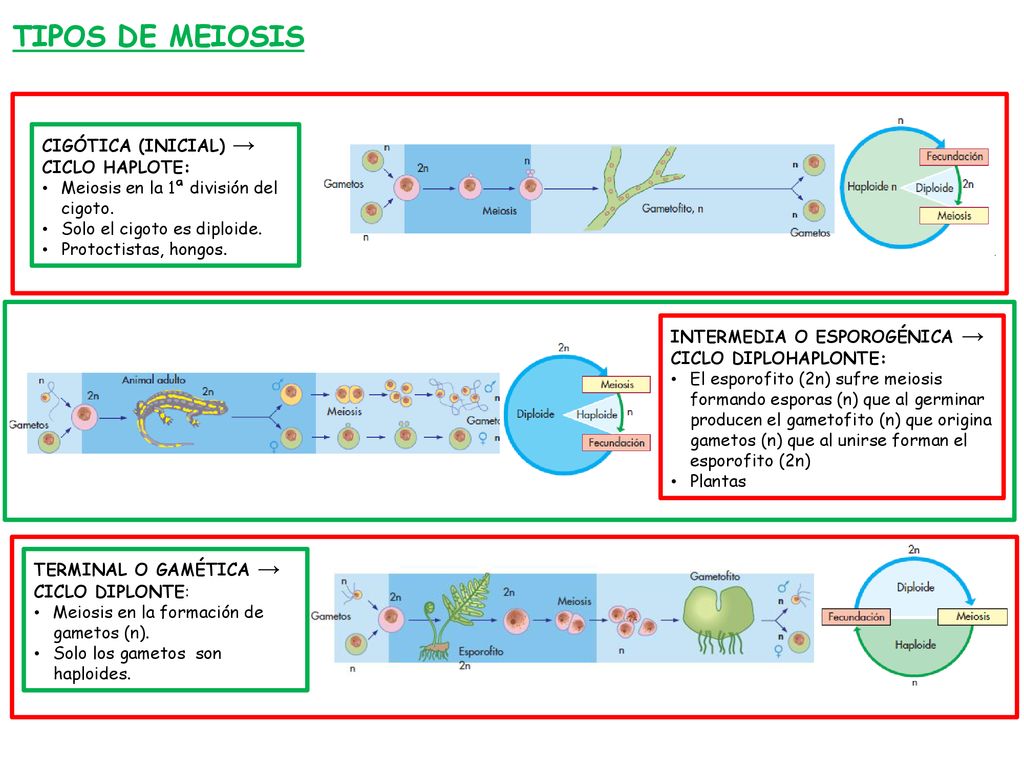 TIPOS DE MEIOSIS CIGÓTICA (INICIAL) → CICLO HAPLOTE: