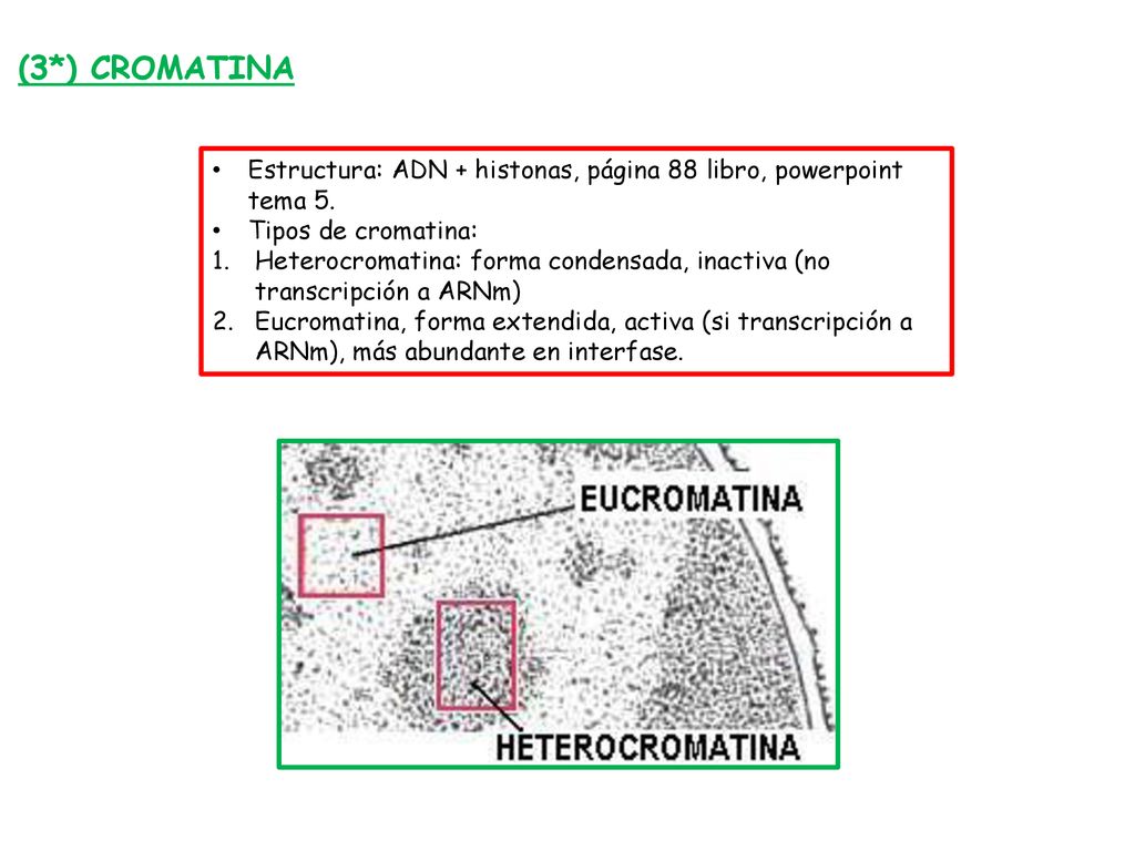 (3*) CROMATINA Estructura: ADN + histonas, página 88 libro, powerpoint tema 5. Tipos de cromatina: