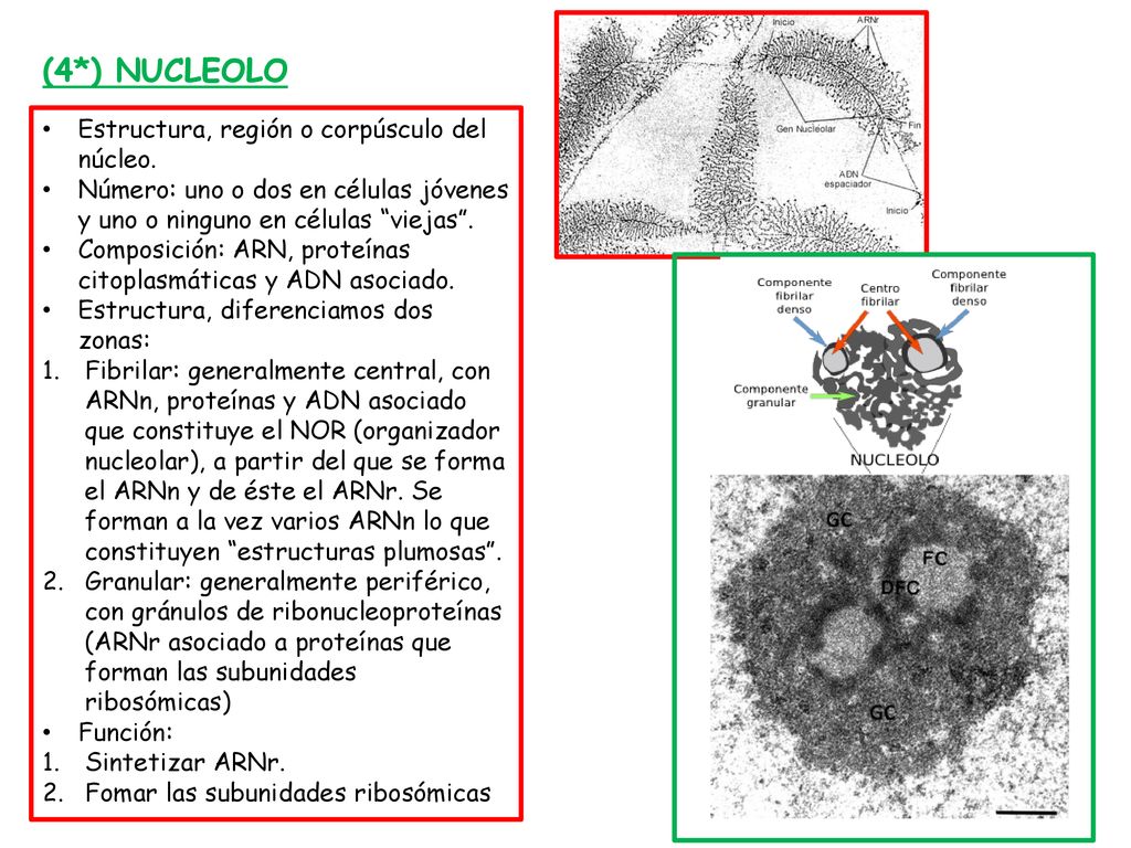 (4*) NUCLEOLO Estructura, región o corpúsculo del núcleo.