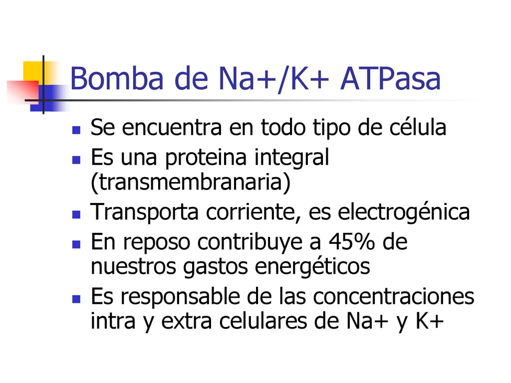 Bomba de Na+/K+ ATPasa Se encuentra en todo tipo de célula