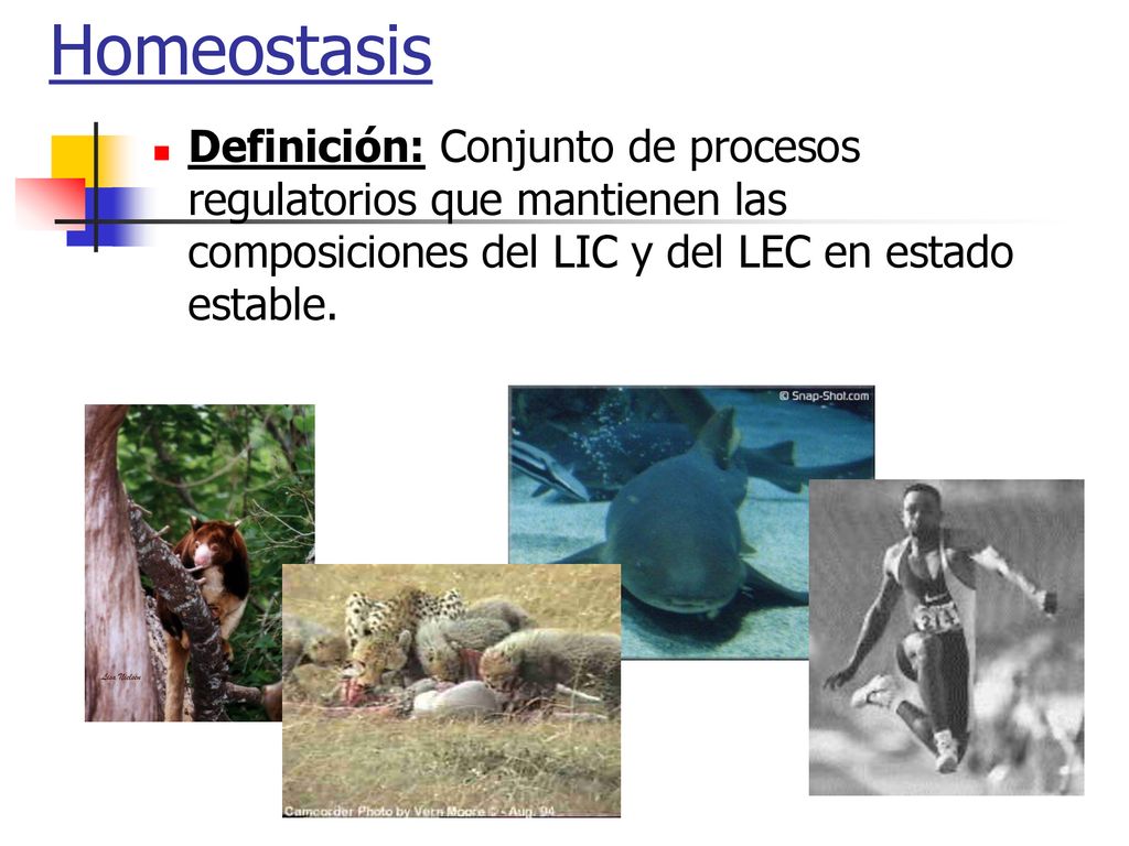 Homeostasis Definición: Conjunto de procesos regulatorios que mantienen las composiciones del LIC y del LEC en estado estable.
