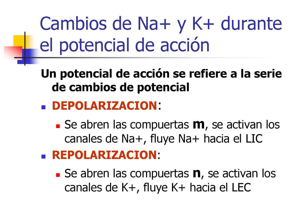 Cambios de Na+ y K+ durante el potencial de acción
