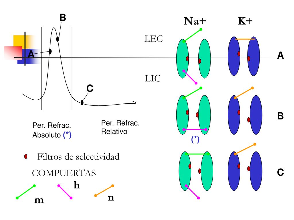 Na+ K+ h n m B LEC A A LIC C B Filtros de selectividad COMPUERTAS C