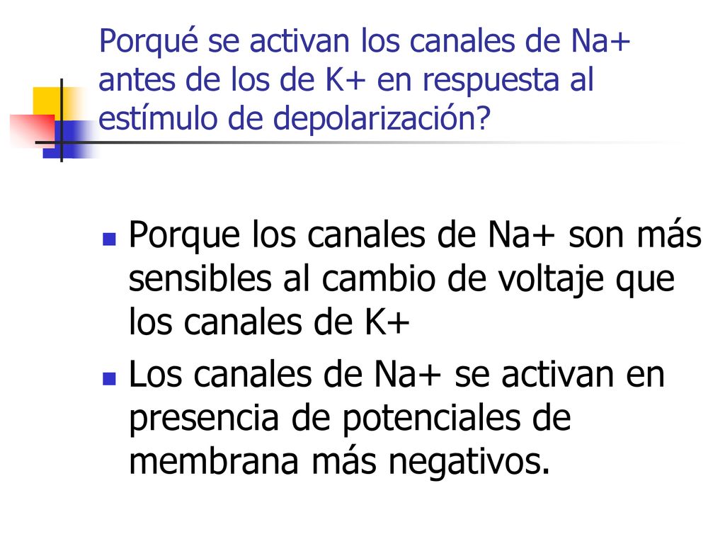 Porqué se activan los canales de Na+ antes de los de K+ en respuesta al estímulo de depolarización