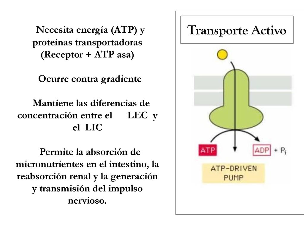 Transporte Activo Necesita energía (ATP) y proteínas transportadoras (Receptor + ATP asa) Ocurre contra gradiente.