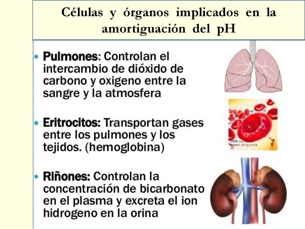 Células y órganos implicados en la amortiguación del pH