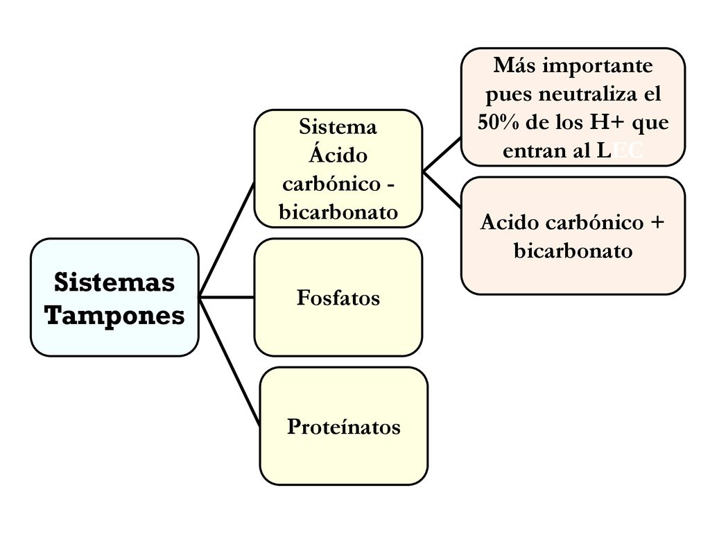 Más importante pues neutraliza el 50% de los H+ que entran al LEC