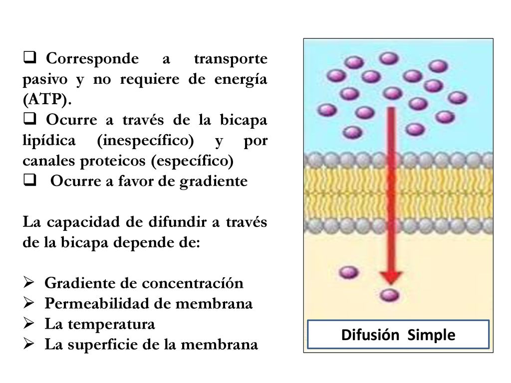 Corresponde a transporte pasivo y no requiere de energía (ATP).