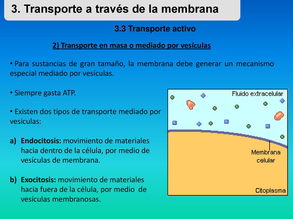 2) Transporte en masa o mediado por vesículas