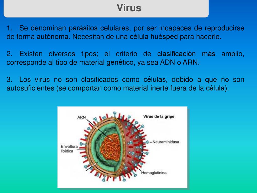 Virus 1. Se denominan parásitos celulares, por ser incapaces de reproducirse de forma autónoma. Necesitan de una célula huésped para hacerlo.