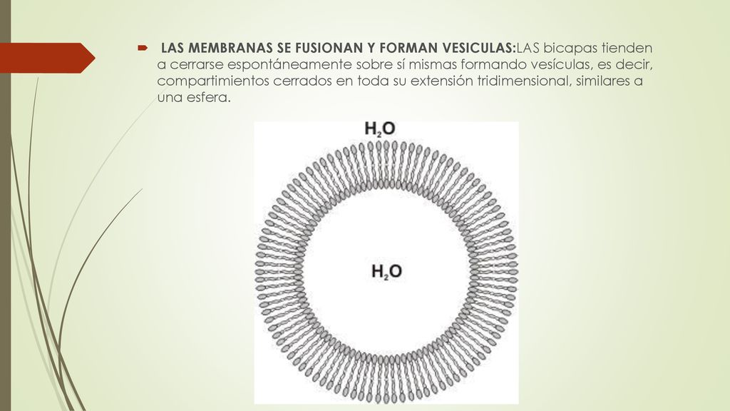 LAS MEMBRANAS SE FUSIONAN Y FORMAN VESICULAS:LAS bicapas tienden a cerrarse espontáneamente sobre sí mismas formando vesículas, es decir, compartimientos cerrados en toda su extensión tridimensional, similares a una esfera.