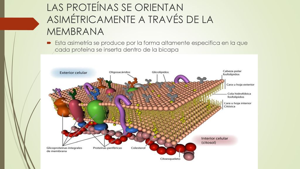 LAS PROTEÍNAS SE ORIENTAN ASIMÉTRICAMENTE A TRAVÉS DE LA MEMBRANA