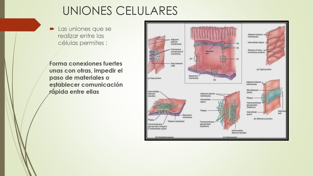 UNIONES CELULARES Las uniones que se realizar entre las células permites :