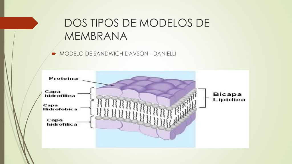 DOS TIPOS DE MODELOS DE MEMBRANA