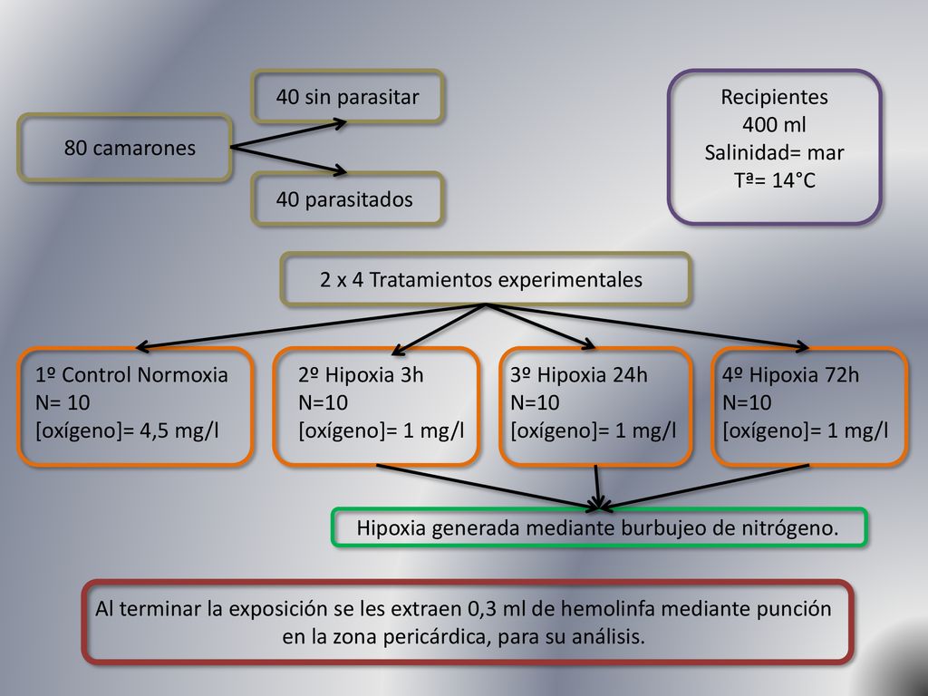 40 sin parasitar Recipientes. 400 ml. Salinidad= mar. Tª= 14°C. 80 camarones. 40 parasitados. 2 x 4 Tratamientos experimentales.