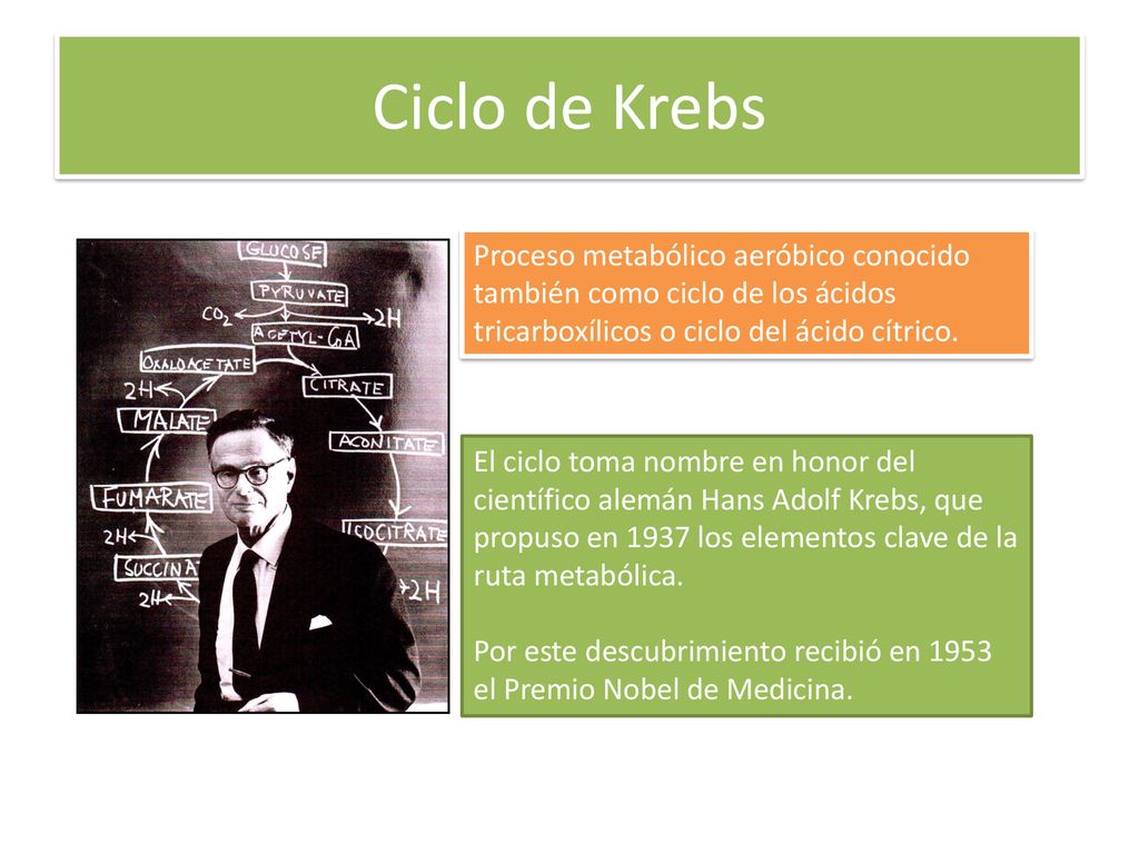 Ciclo de Krebs Proceso metabólico aeróbico conocido también como ciclo de los ácidos tricarboxílicos o ciclo del ácido cítrico.