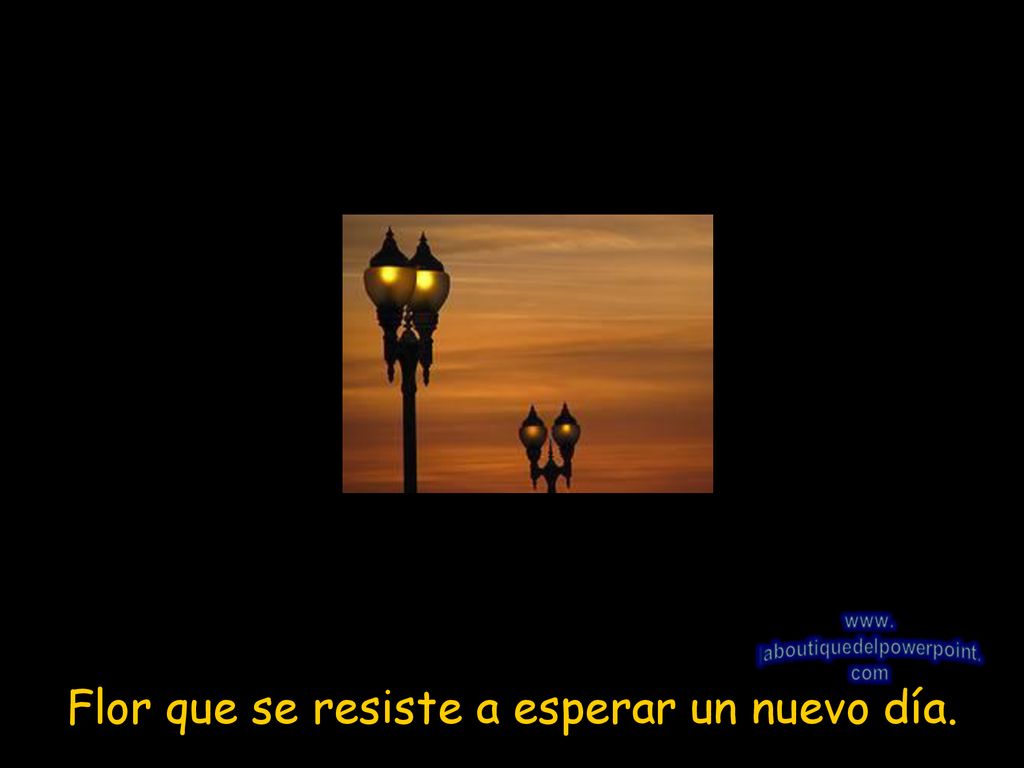 Flor que se resiste a esperar un nuevo día.