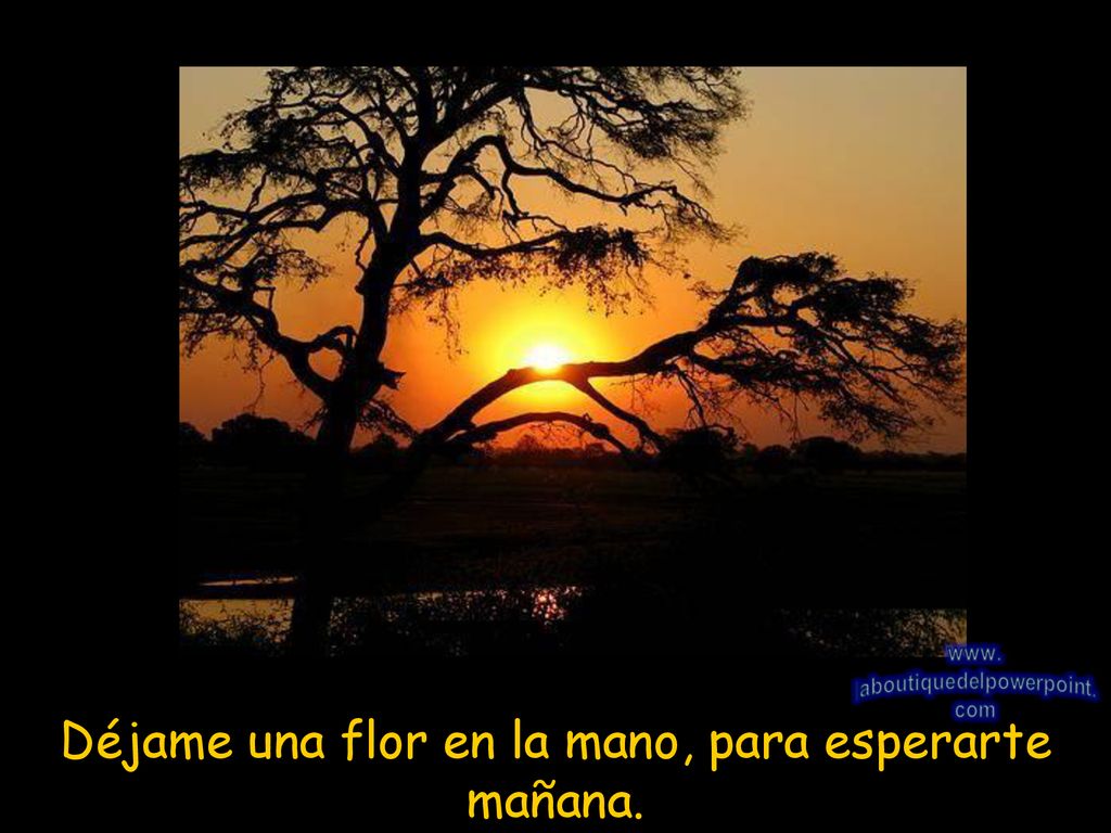 Déjame una flor en la mano, para esperarte mañana.