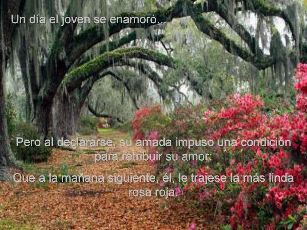 Que a la mañana siguiente, él, le trajese la más linda rosa roja.