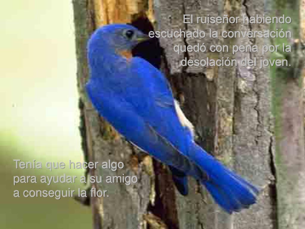 Tenía que hacer algo para ayudar a su amigo a conseguir la flor.