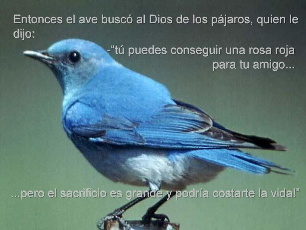 Entonces el ave buscó al Dios de los pájaros, quien le dijo: