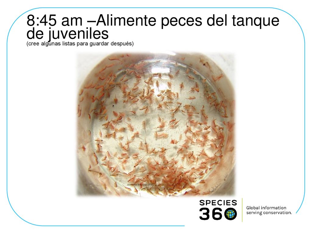 8:45 am –Alimente peces del tanque de juveniles (cree algunas listas para guardar después)
