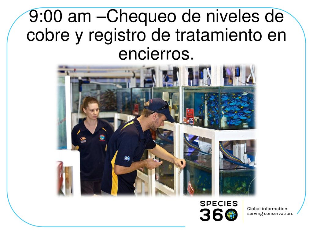 9:00 am –Chequeo de niveles de cobre y registro de tratamiento en encierros.