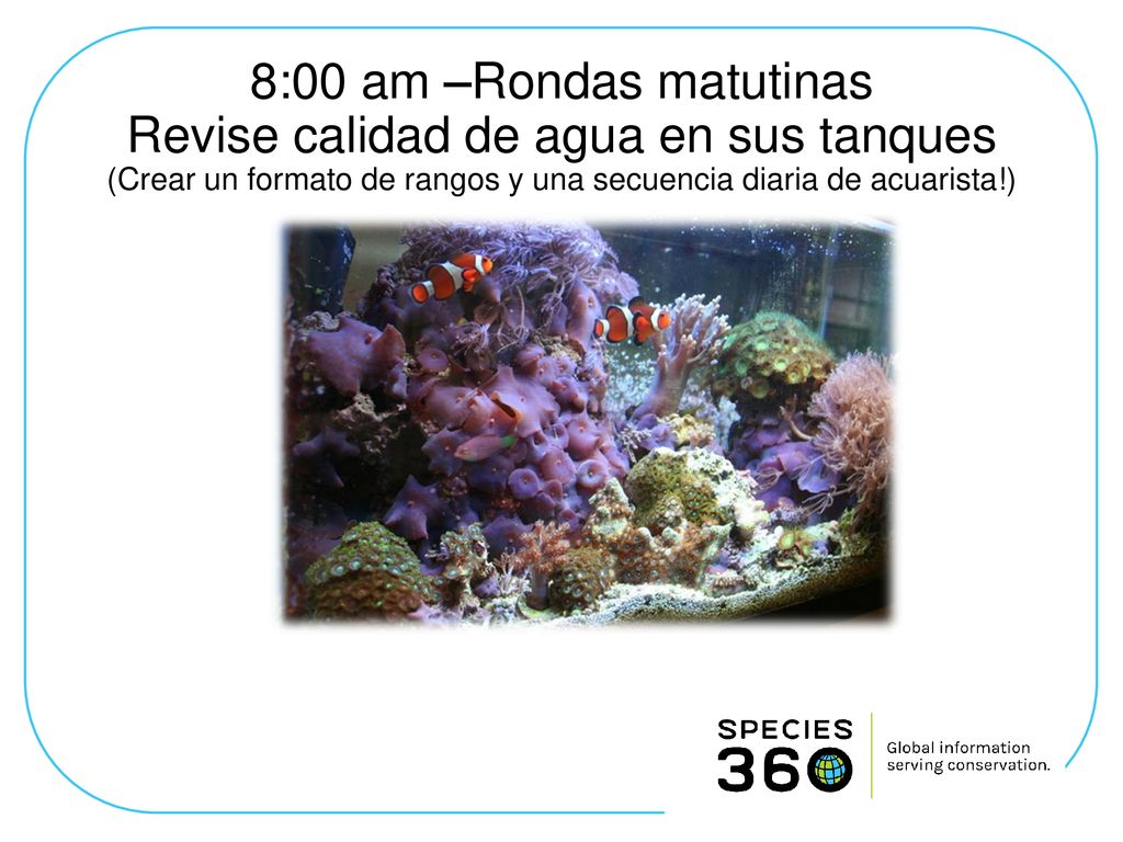 8:00 am –Rondas matutinas Revise calidad de agua en sus tanques (Crear un formato de rangos y una secuencia diaria de acuarista!)