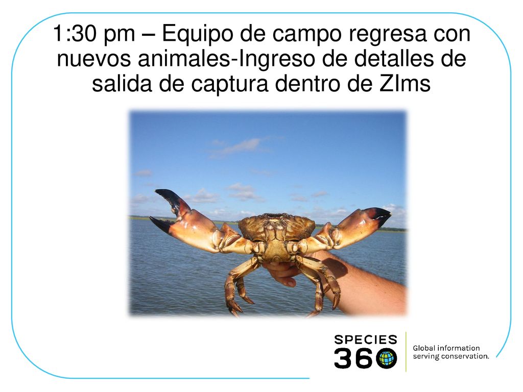 1:30 pm – Equipo de campo regresa con nuevos animales-Ingreso de detalles de salida de captura dentro de ZIms