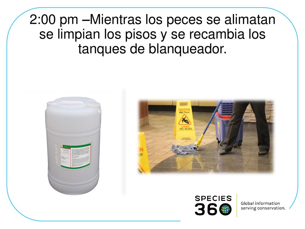 2:00 pm –Mientras los peces se alimatan se limpian los pisos y se recambia los tanques de blanqueador.