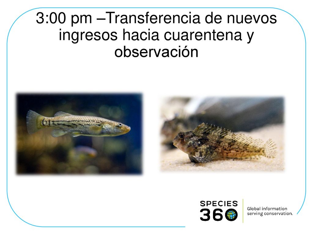 3:00 pm –Transferencia de nuevos ingresos hacia cuarentena y observación