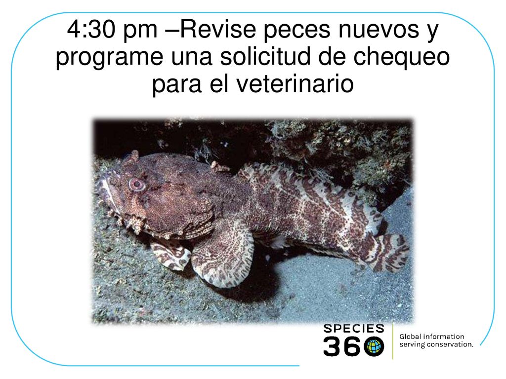 4:30 pm –Revise peces nuevos y programe una solicitud de chequeo para el veterinario