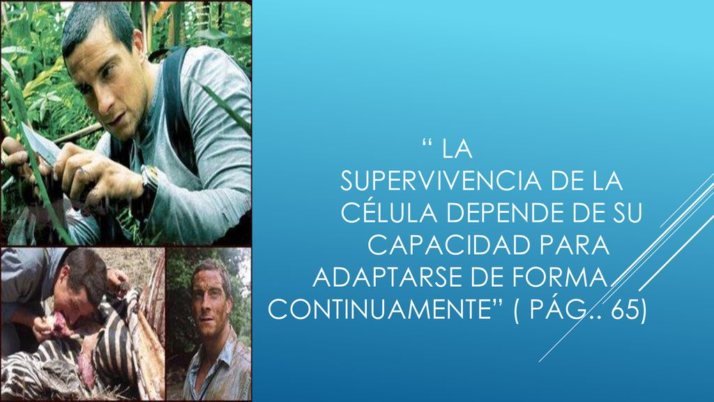 la. supervivencia de la. célula depende de su. capacidad para