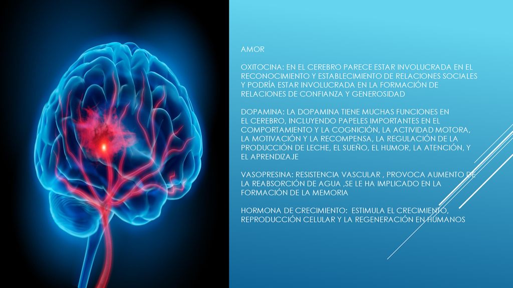 Amor oxitocina: En el cerebro parece estar involucrada en el reconocimiento y establecimiento de relaciones sociales y podría estar involucrada en la formación de relaciones de confianza y generosidad dopamina: La dopamina tiene muchas funciones en el cerebro, incluyendo papeles importantes en el comportamiento y la cognición, la actividad motora, la motivación y la recompensa, la regulación de la producción de leche, el sueño, el humor, la atención, y el aprendizaje vasopresina: resistencia vascular , provoca aumento de la reabsorción de agua ,se le ha implicado en la formación de la memoria hormona de crecimiento: estimula el crecimiento, reproducción celular y la regeneración en humanos
