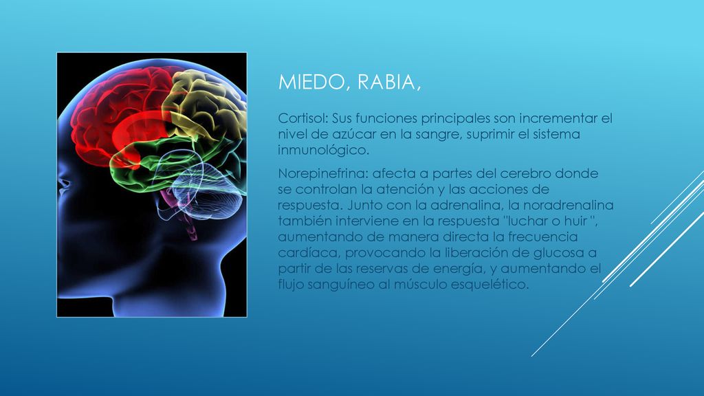 Miedo, rabia, Cortisol: Sus funciones principales son incrementar el nivel de azúcar en la sangre, suprimir el sistema inmunológico.