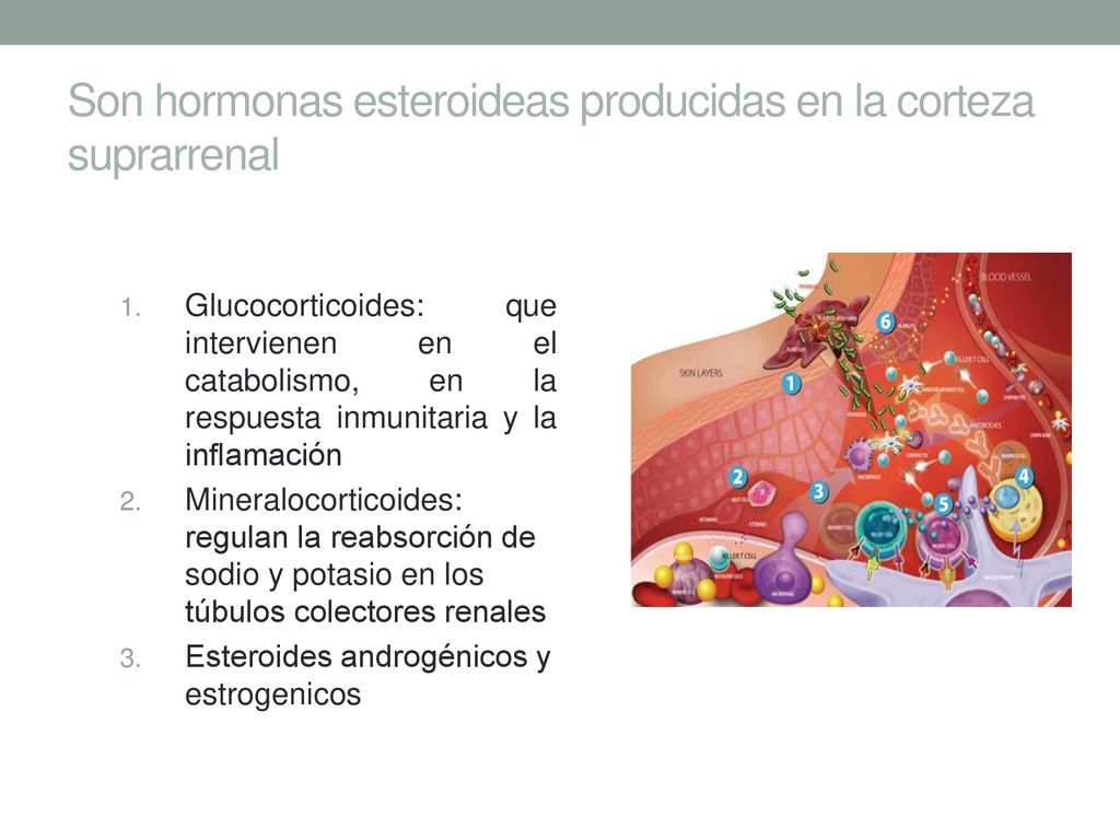 Son hormonas esteroideas producidas en la corteza suprarrenal