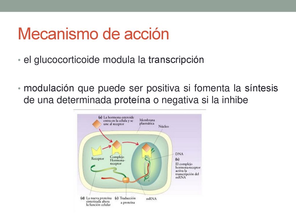 Mecanismo de acción el glucocorticoide modula la transcripción