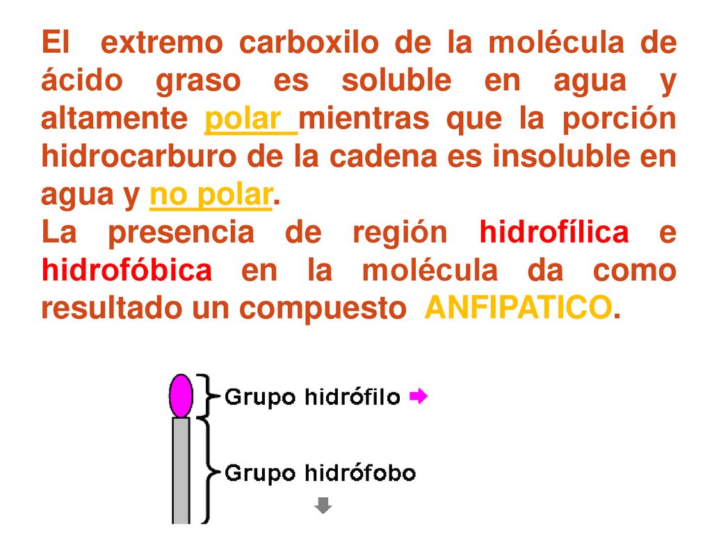 El extremo carboxilo de la molécula de ácido graso es soluble en agua y altamente polar mientras que la porción hidrocarburo de la cadena es insoluble en agua y no polar.