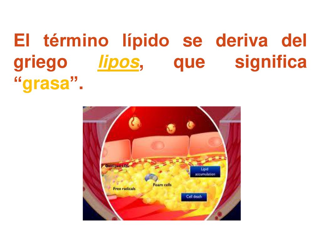 El término lípido se deriva del griego lipos, que significa grasa .
