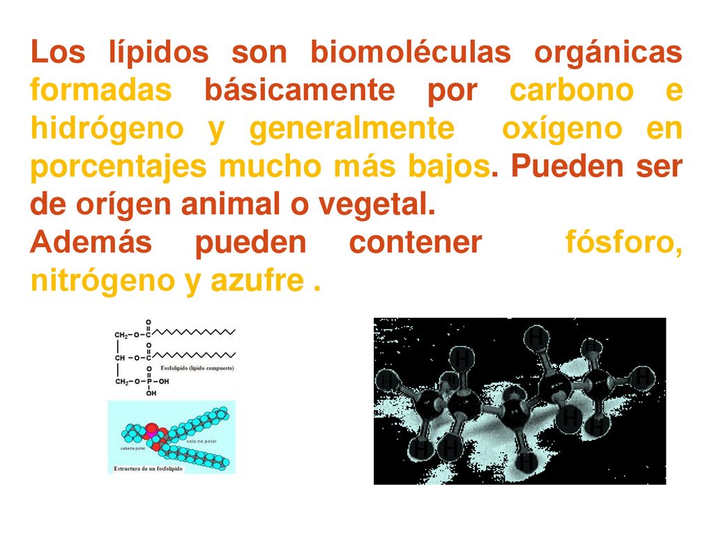 Los lípidos son biomoléculas orgánicas formadas básicamente por carbono e hidrógeno y generalmente oxígeno en porcentajes mucho más bajos. Pueden ser de orígen animal o vegetal.